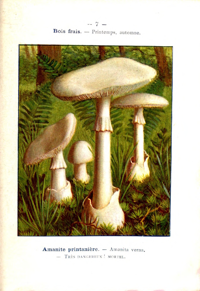 Bois frais. — Printemps, automne.Amanite printanière. — Amanita verna. — TRÈS DANGEREUX ! MORTEL.